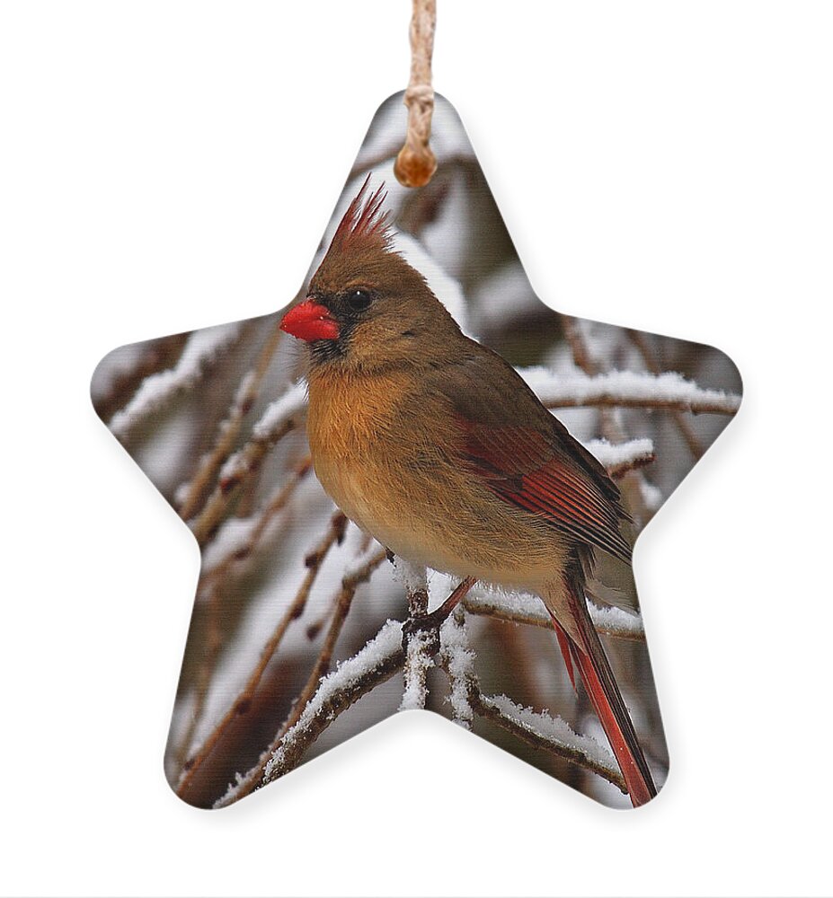 Nature Ornament featuring the photograph Snowbirds--Cardinal DSB025 by Gerry Gantt