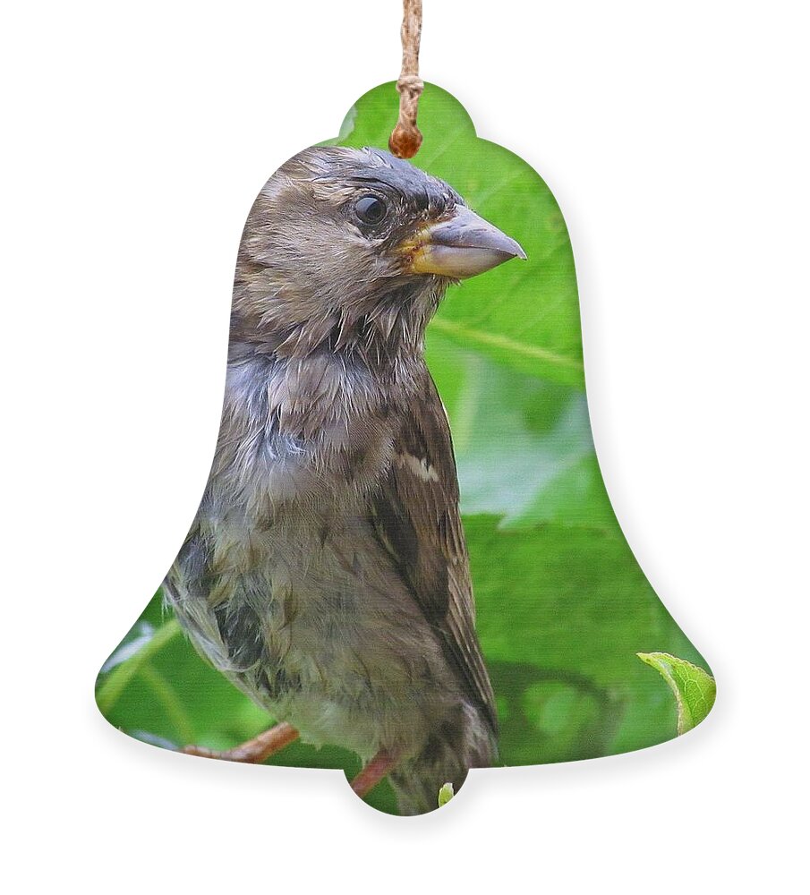 Bird Ornament featuring the photograph I'm Not Singing in the Rain by Lori Lafargue