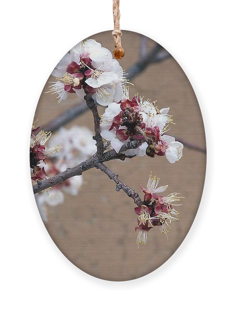 Trees Ornament featuring the photograph Spring Promises by Dorrene BrownButterfield