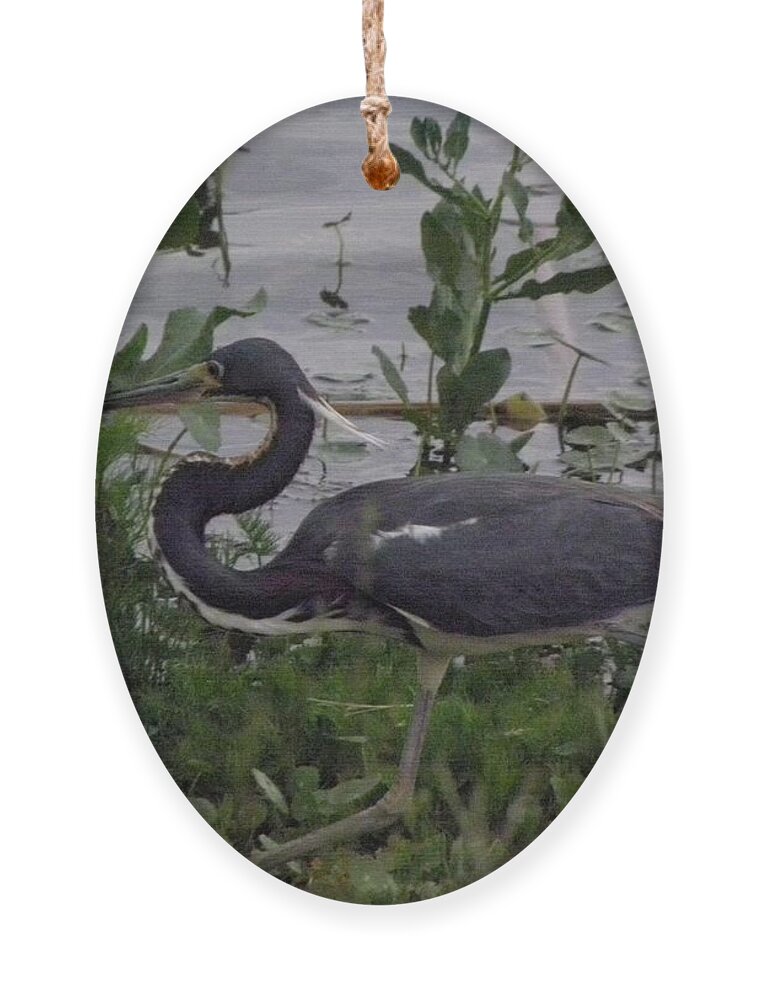 Bird Ornament featuring the photograph Stalking by Kim Galluzzo