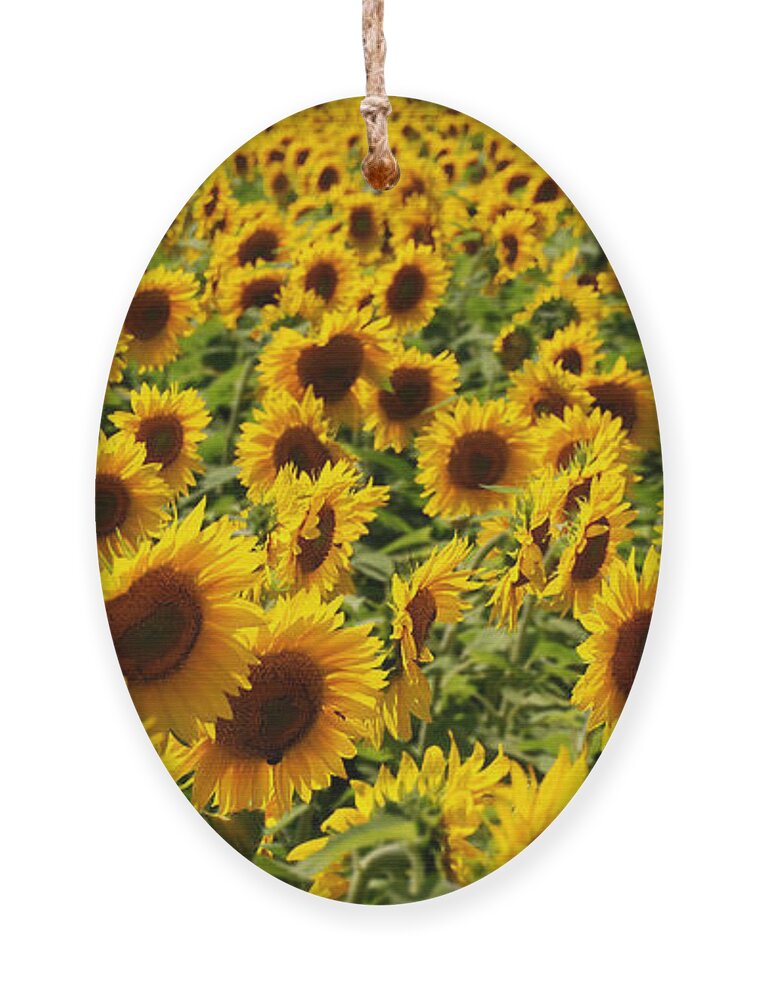 Sunflowers Ornament featuring the photograph Sunflower Panorama by Nancy De Flon