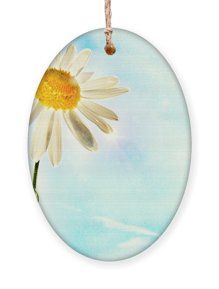 Daisy Ornament featuring the photograph Sunshine by Marianna Mills