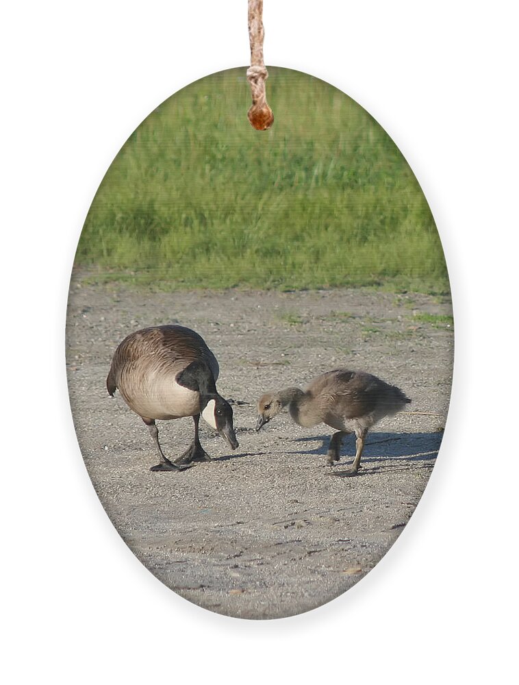 Canada Goose Ornament featuring the photograph Teaching by Smilin Eyes Treasures