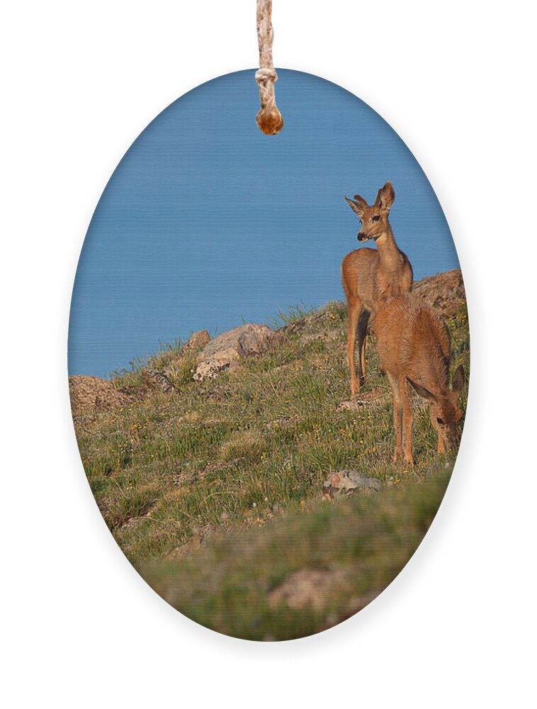 Mule Deer Photograph Ornament featuring the photograph The Raven and the Deer by Jim Garrison