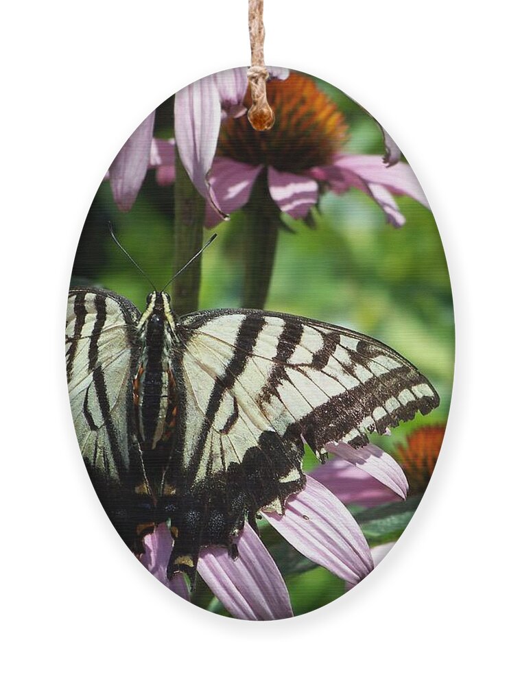 Butterflies Ornament featuring the photograph The Survivor by Dorrene BrownButterfield
