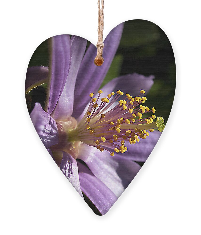 Flora Ornament featuring the photograph Thrive by Joe Schofield