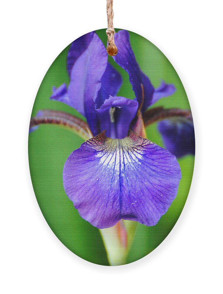 Beautiful Ornament featuring the photograph Tiny Purple Iris by Jai Johnson