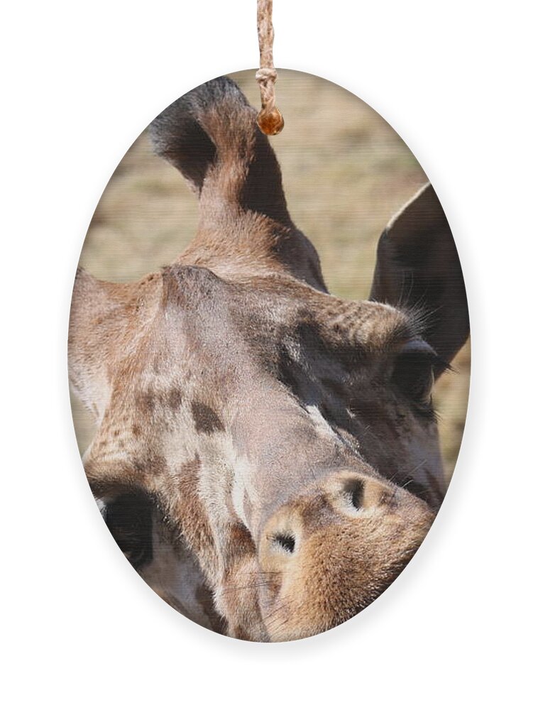 Giraffe Ornament featuring the photograph What A Face by Kim Galluzzo