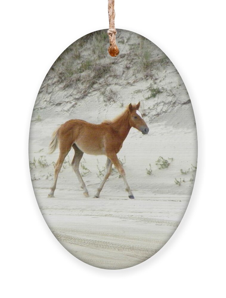 Foal Ornament featuring the photograph Wild Spanish Mustang Foal of the Outer Banks of North Carolina by Kim Galluzzo