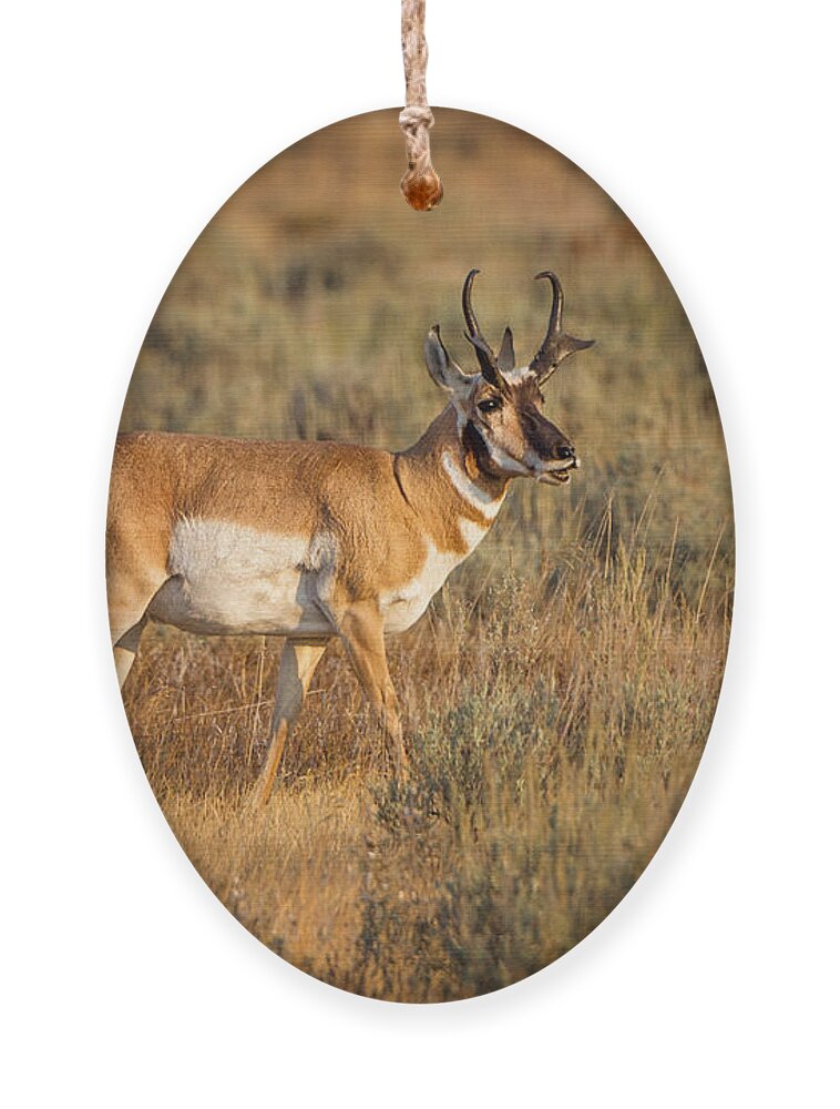 2012 Ornament featuring the photograph Wyoming Pronghorn by Ronald Lutz
