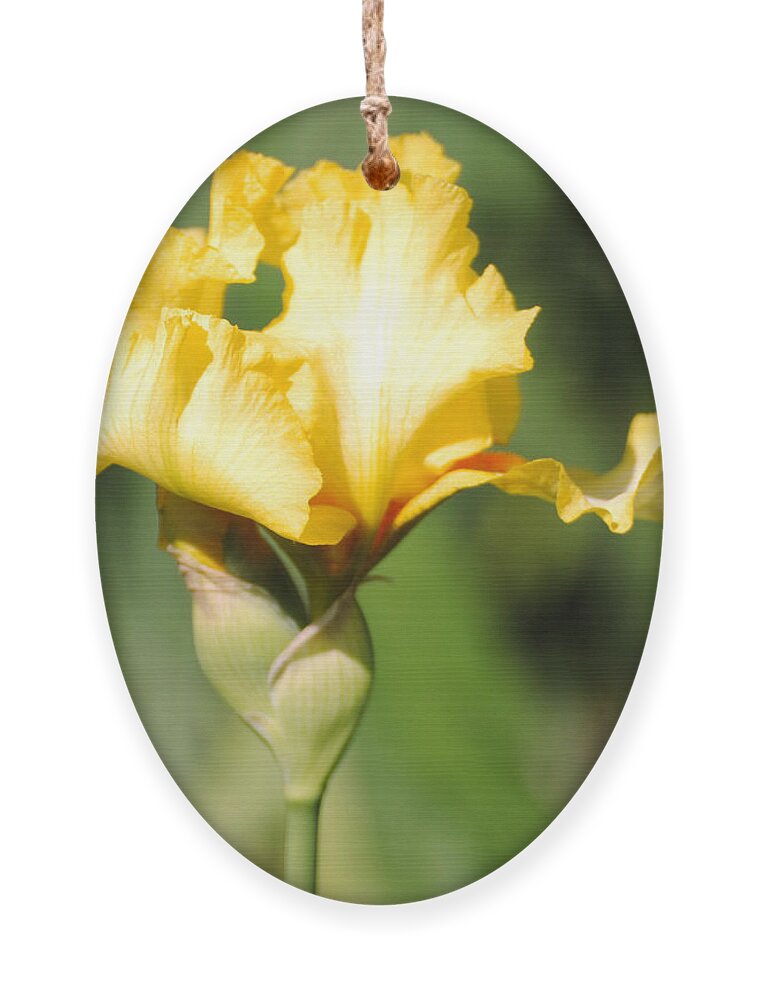 Beautiful Iris Ornament featuring the photograph Yellow and White Iris by Jai Johnson