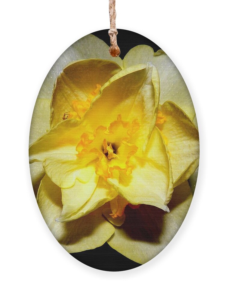 Yellow Ornament featuring the photograph Yellow Dream by Kim Galluzzo