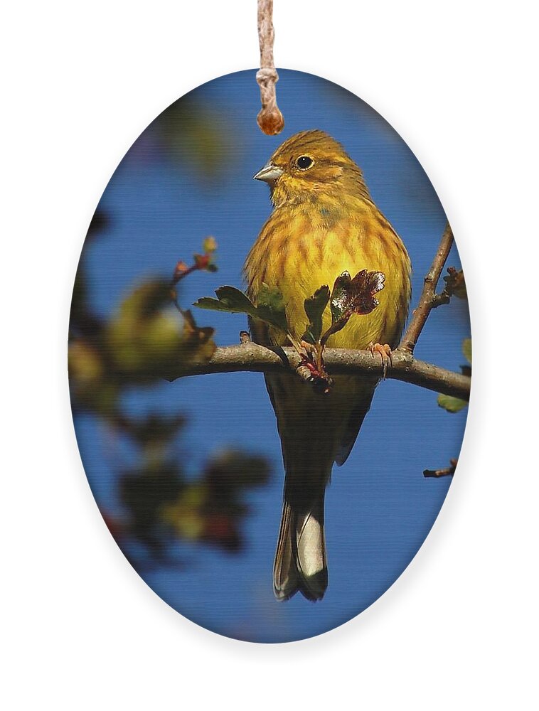 Yellowhammer Ornament featuring the photograph Yellowhammer by Gavin Macrae
