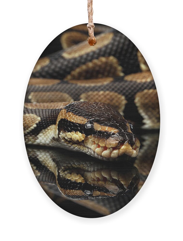 Snake Ornament featuring the photograph Ball or Royal python Snake on Isolated black background by Sergey Taran