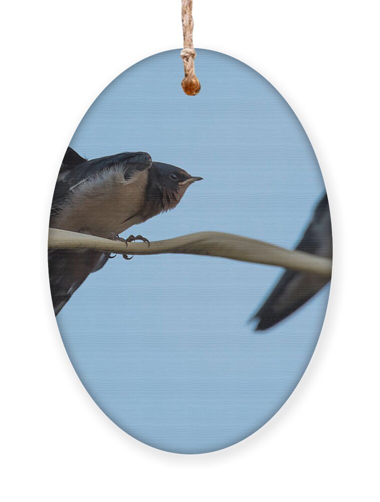 Barn Swallows Ornament featuring the photograph Barn Swallows #1 by Holden The Moment