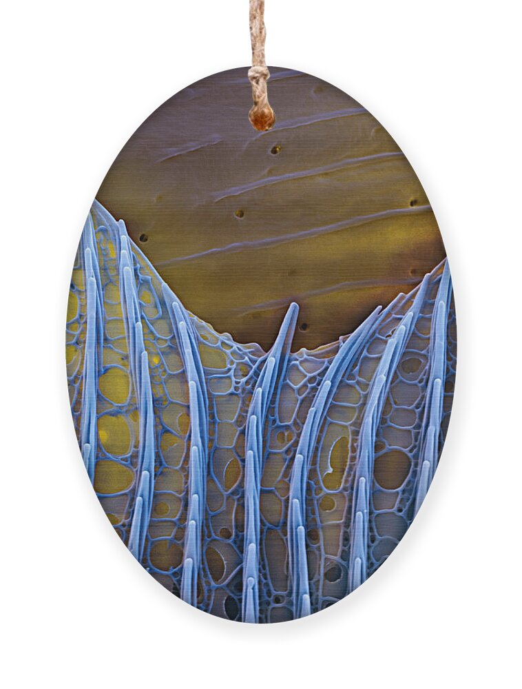 Science Ornament featuring the photograph Butterfly Wing Scale Sem by Eye of Science
