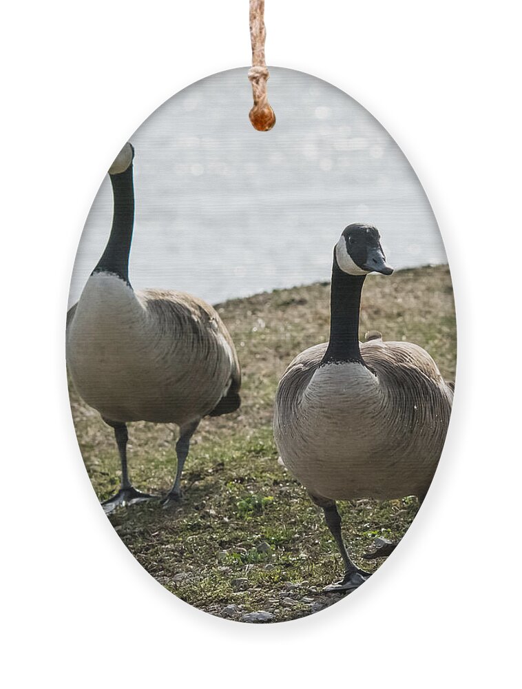 Jan Holden Ornament featuring the photograph Canada Geese   by Holden The Moment