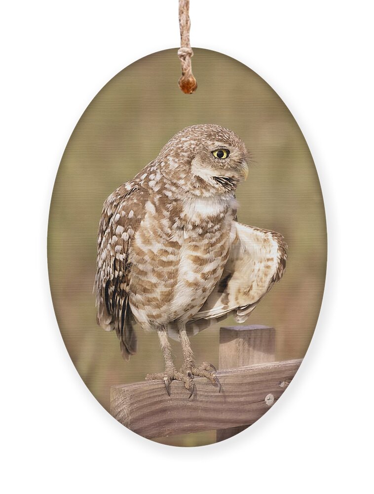 Owl Ornament featuring the photograph Cape Coral Burrowing Owl #2 by Kim Hojnacki