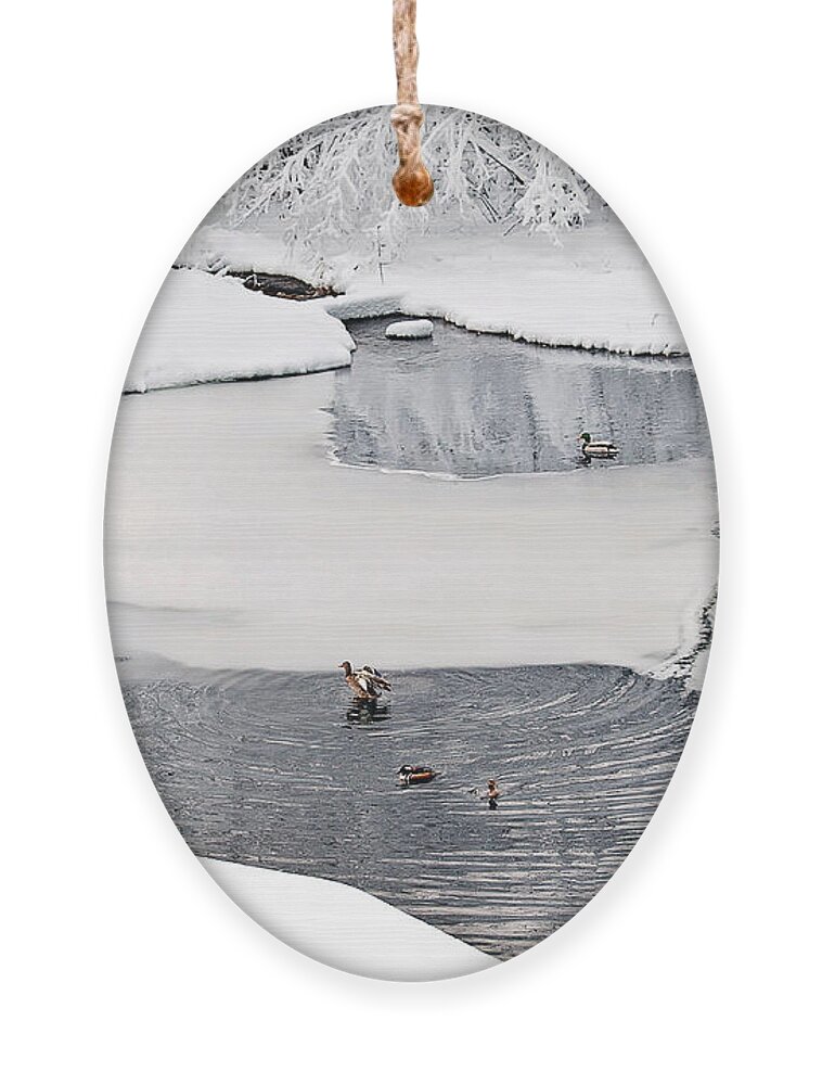 Ducks On A Pond Print Ornament featuring the photograph Ducks on a pond Print #1 by Gwen Gibson
