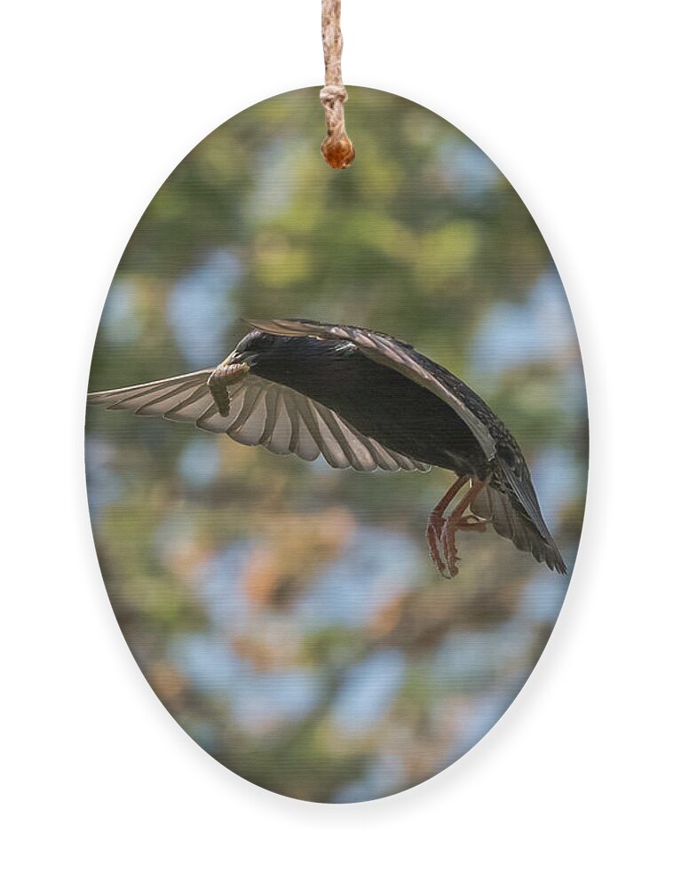 Starling Ornament featuring the photograph European Starling  #1 by Holden The Moment