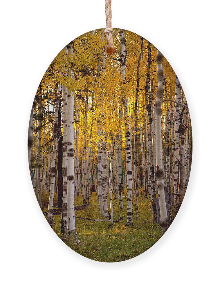 Aspens Ornament featuring the photograph Fall at Snowbowl #1 by Tom Kelly
