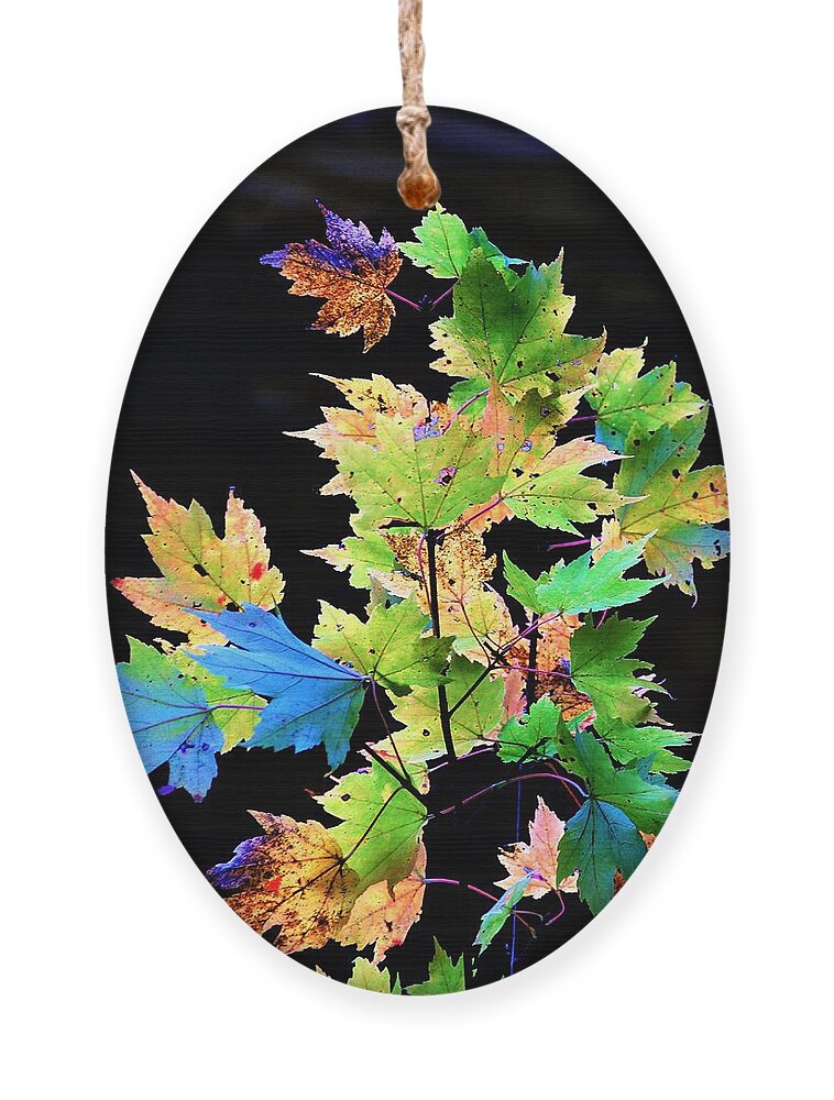 Autumn Ornament featuring the photograph Fall Leaves by Merle Grenz