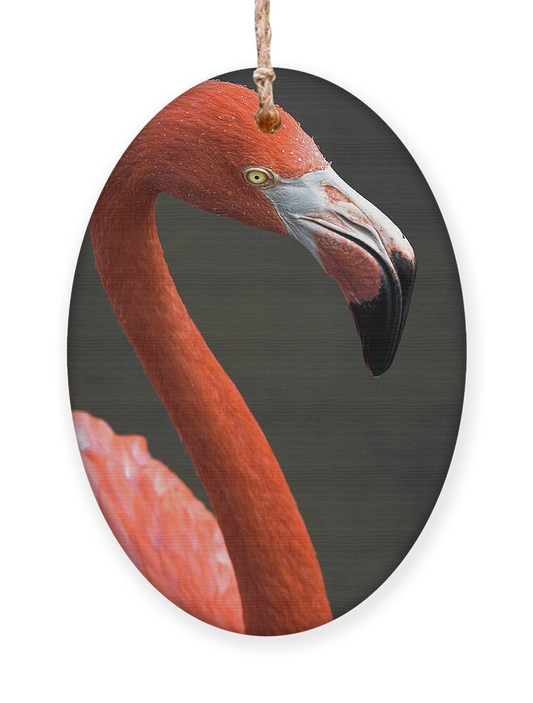 Flamingo Ornament featuring the photograph Flamingo by Christopher Holmes