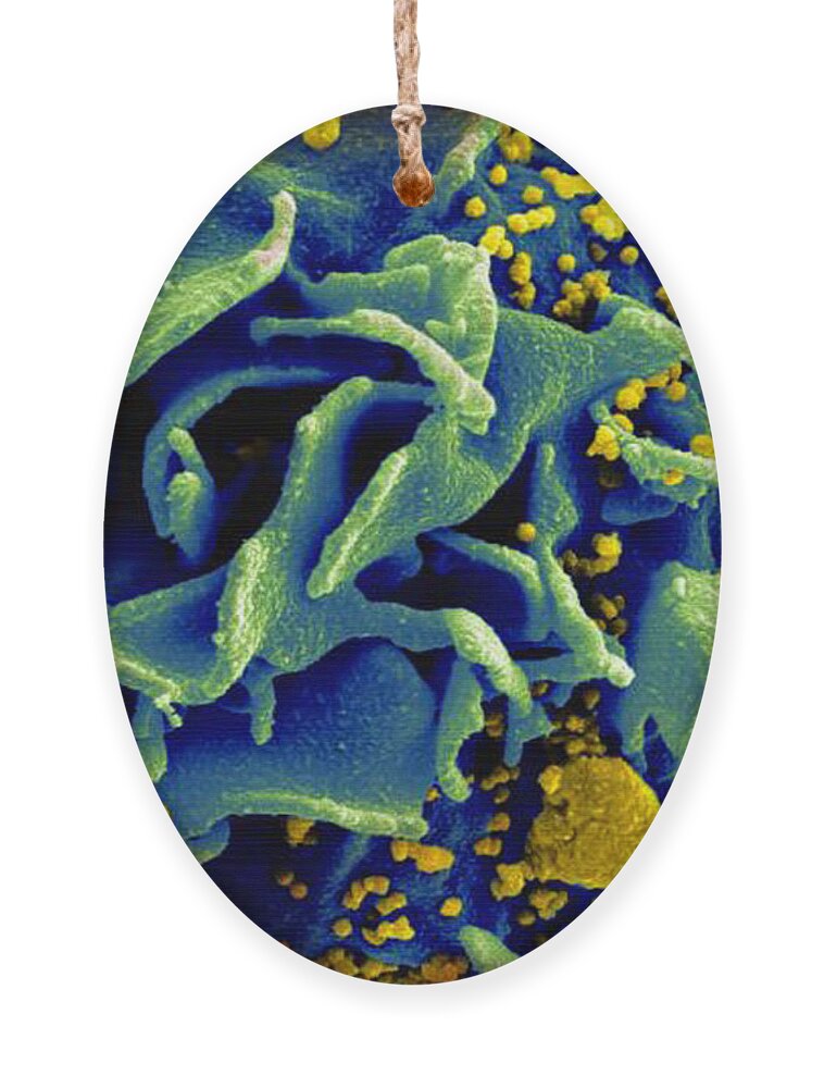 Microbiology Ornament featuring the photograph Hiv-infected T Cell, Sem by Science Source