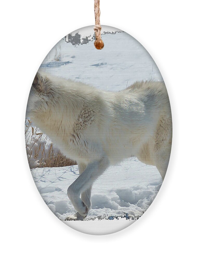 Lone White Wolf Ornament featuring the photograph Lone White Wolf by O Lena