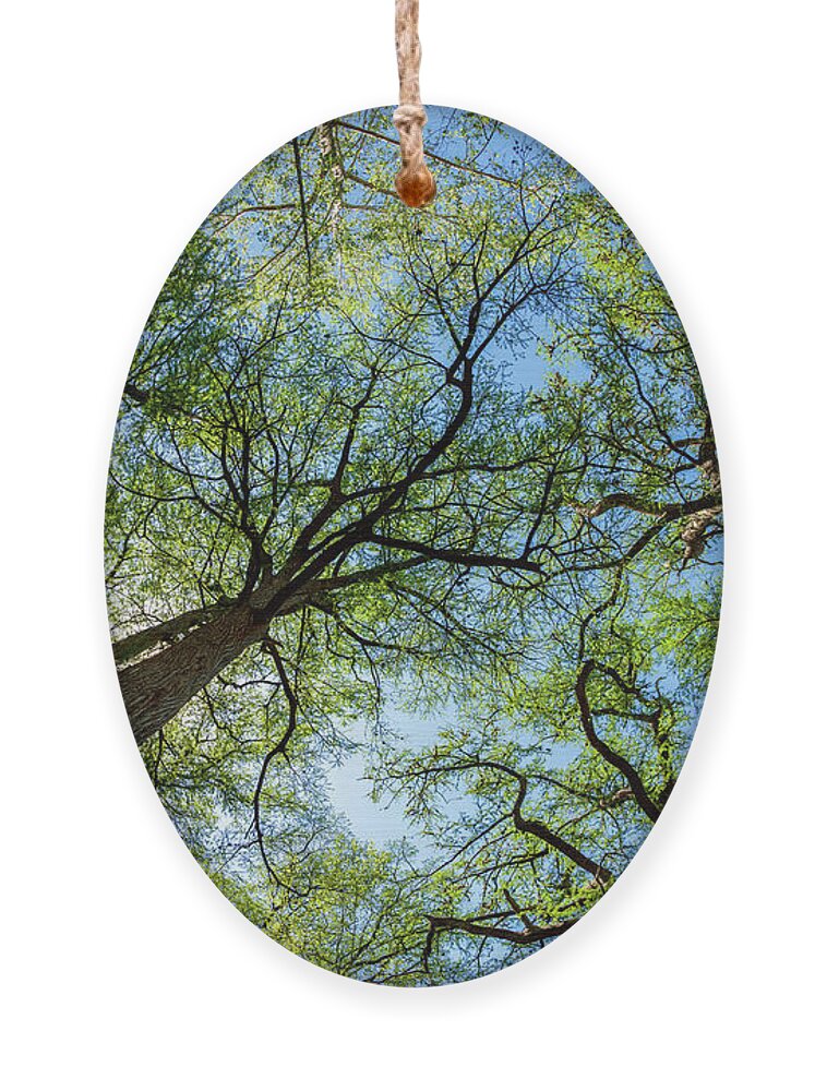 Austin Ornament featuring the photograph Majestic Cypress Trees by Raul Rodriguez