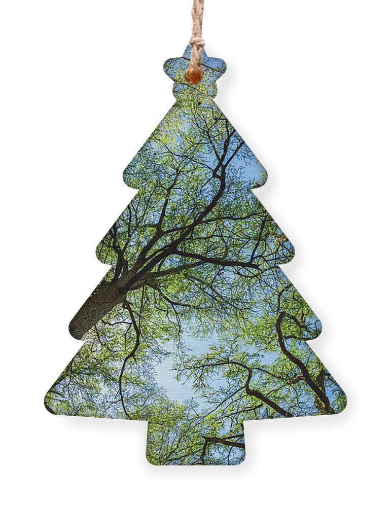 Austin Ornament featuring the photograph Majestic Cypress Trees #1 by Raul Rodriguez