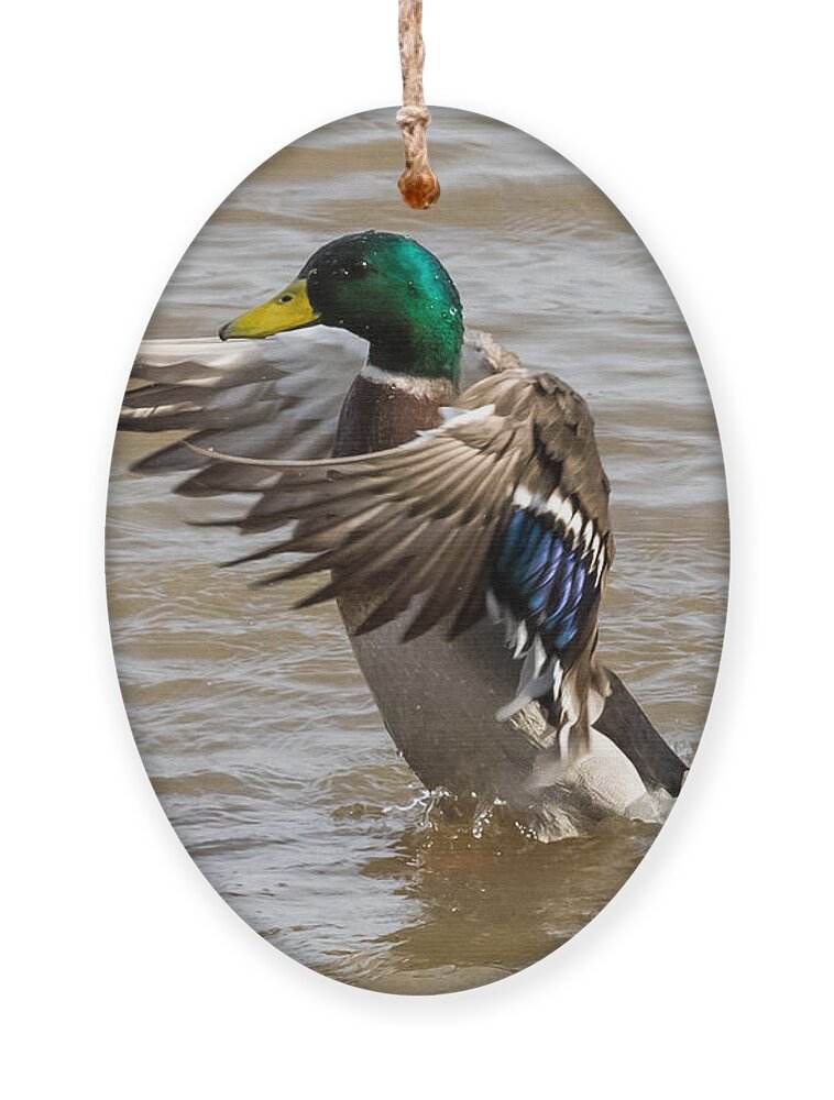 Male Ornament featuring the photograph Male Mallard by Holden The Moment