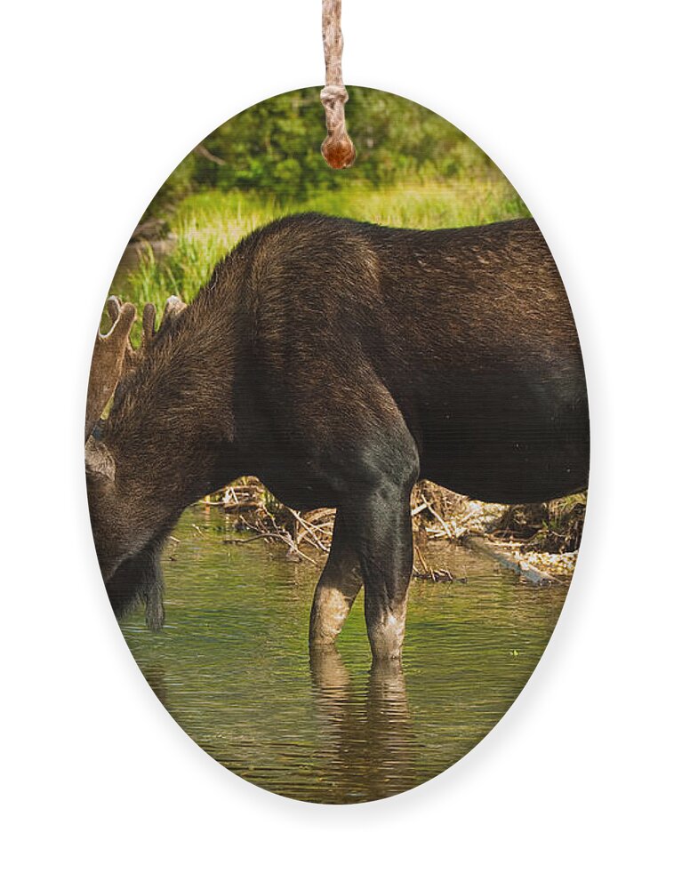 Bull Moose Ornament featuring the photograph Moose #1 by Sebastian Musial