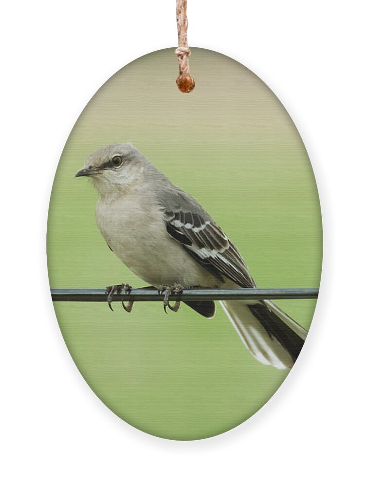 Bird Ornament featuring the photograph Northern Mockingbird by Holden The Moment