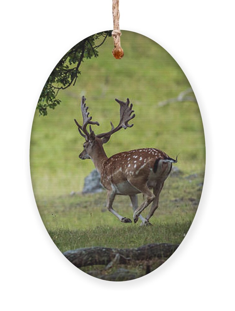 Four Fallow Deer Bucks Ornament featuring the photograph On the run #2 by Torbjorn Swenelius