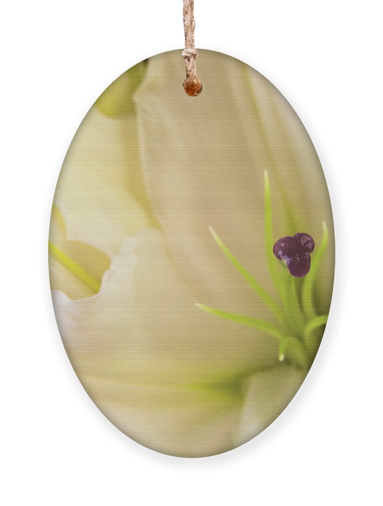 Alive Ornament featuring the photograph Oriental Lily Flower by Raul Rodriguez