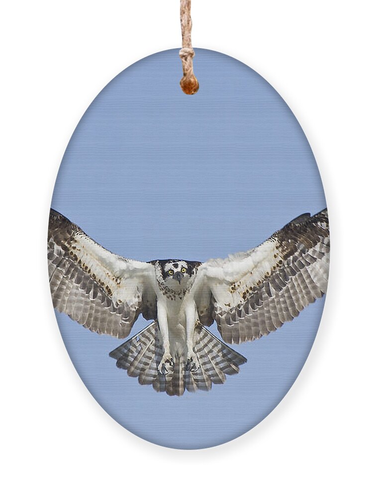 Osprey Ornament featuring the photograph Osprey in Flight by Bob Decker