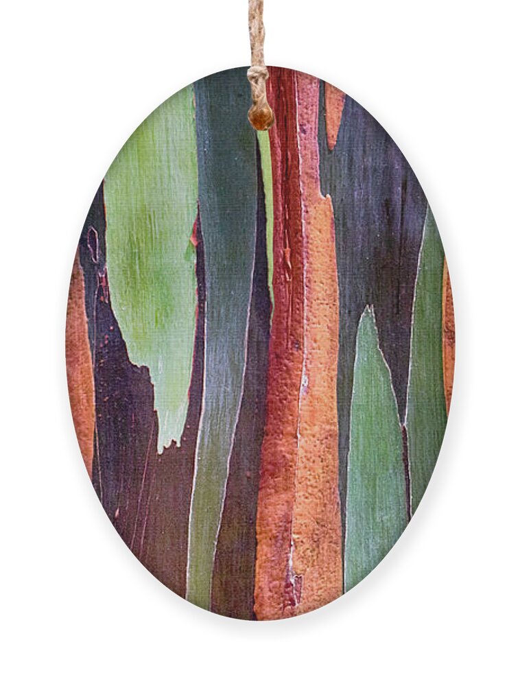 Rainbow Eucalyptus Ornament featuring the photograph Rainbow Eucalyptus #2 by Susan Rissi Tregoning