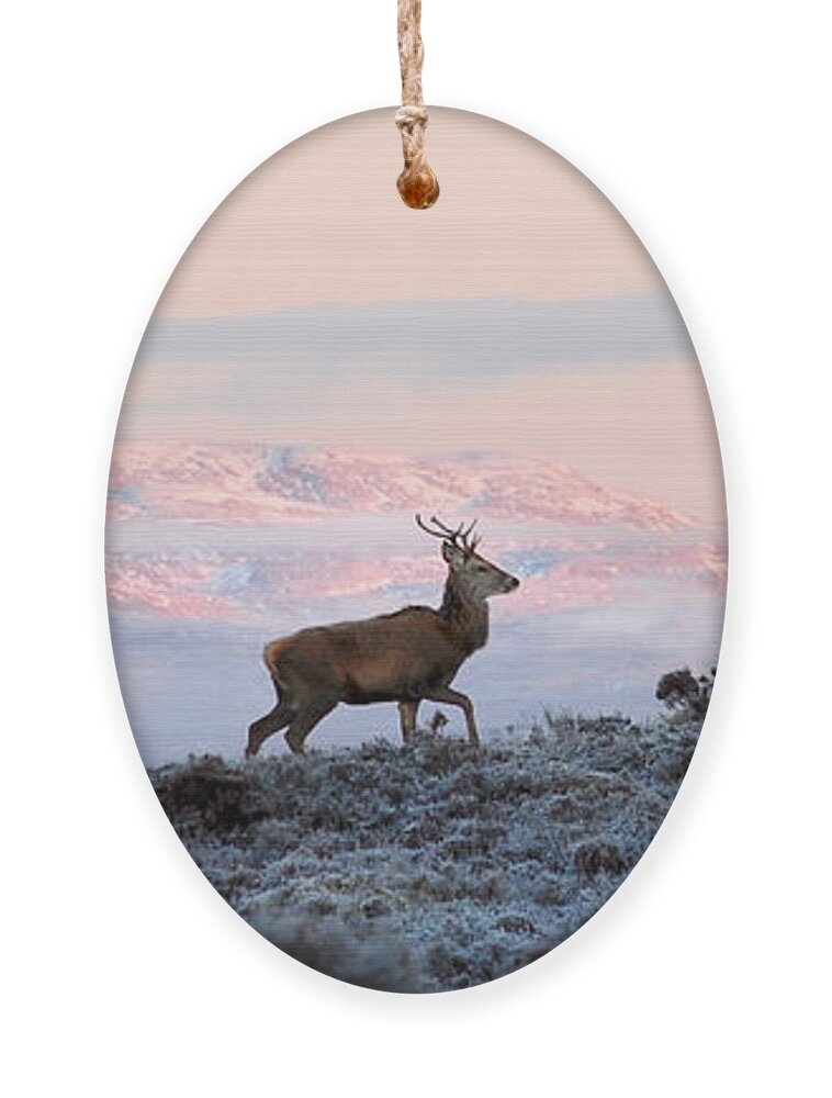 Red Deer Ben Wyvis Ornament featuring the photograph Red Deer, Ben Wyvis #1 by Gavin Macrae