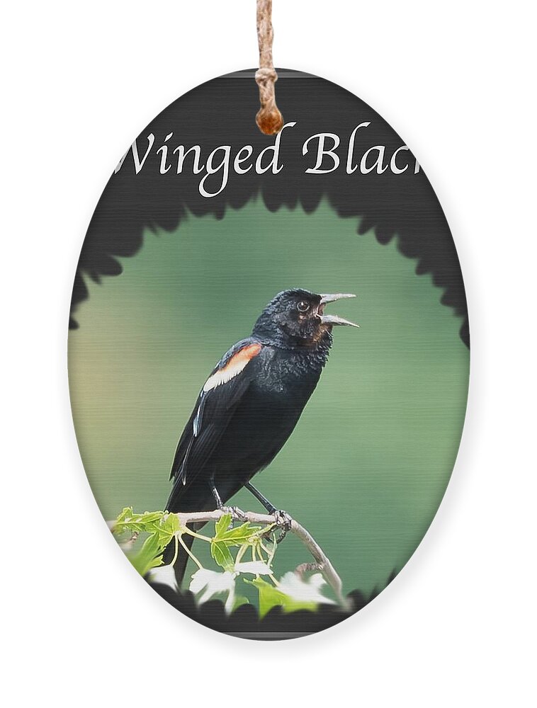 Red-winged Blackbird Ornament featuring the photograph Red-Winged Blackbird by Holden The Moment