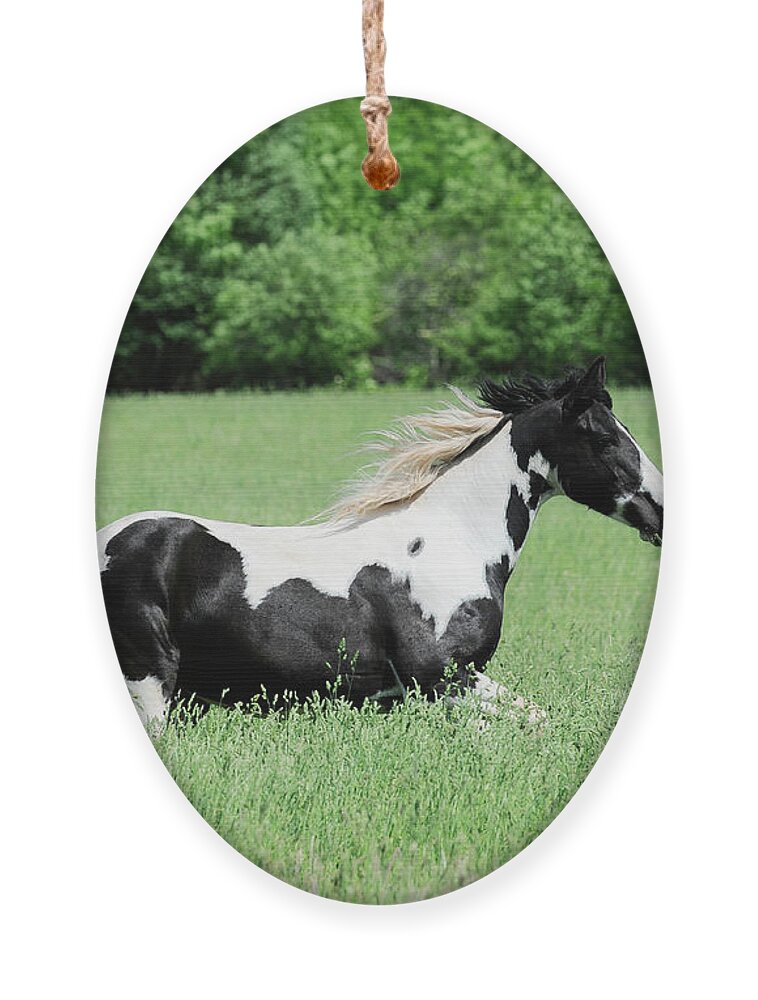 Rosemary Farm Sanctuary Ornament featuring the photograph Cleopatra by Carien Schippers