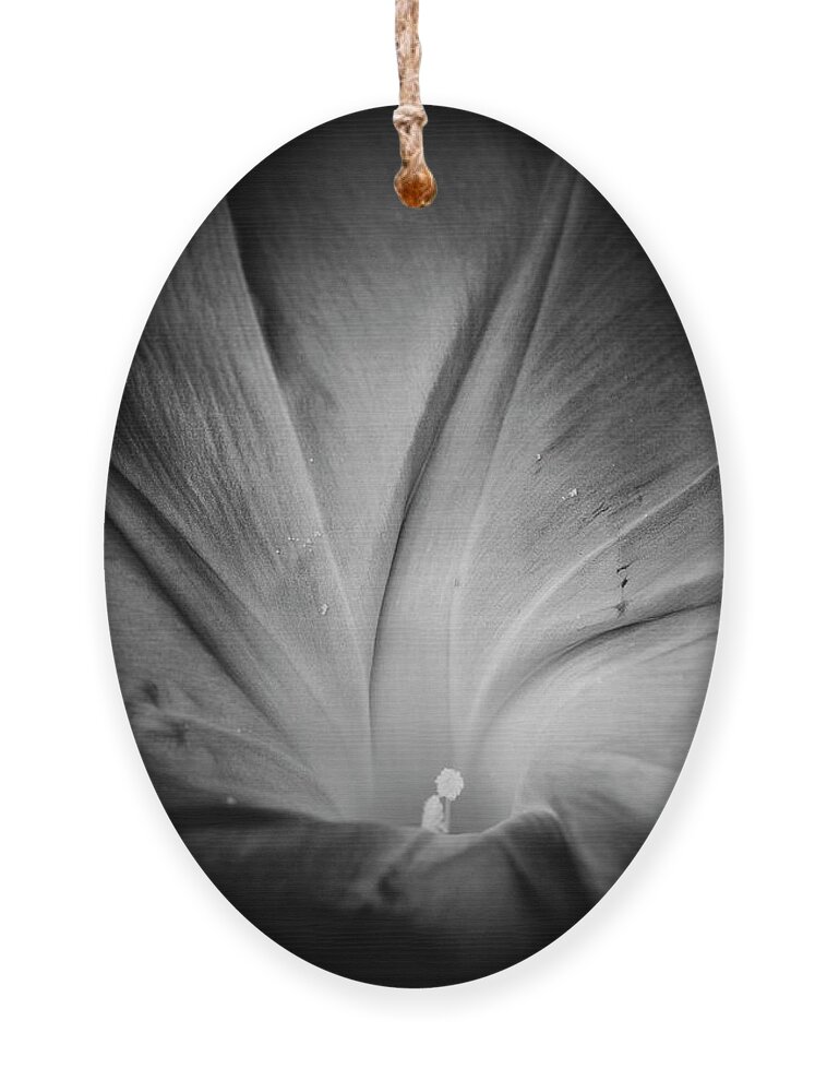 Blumwurks Ornament featuring the photograph Rise And Shine #1 by Matthew Blum