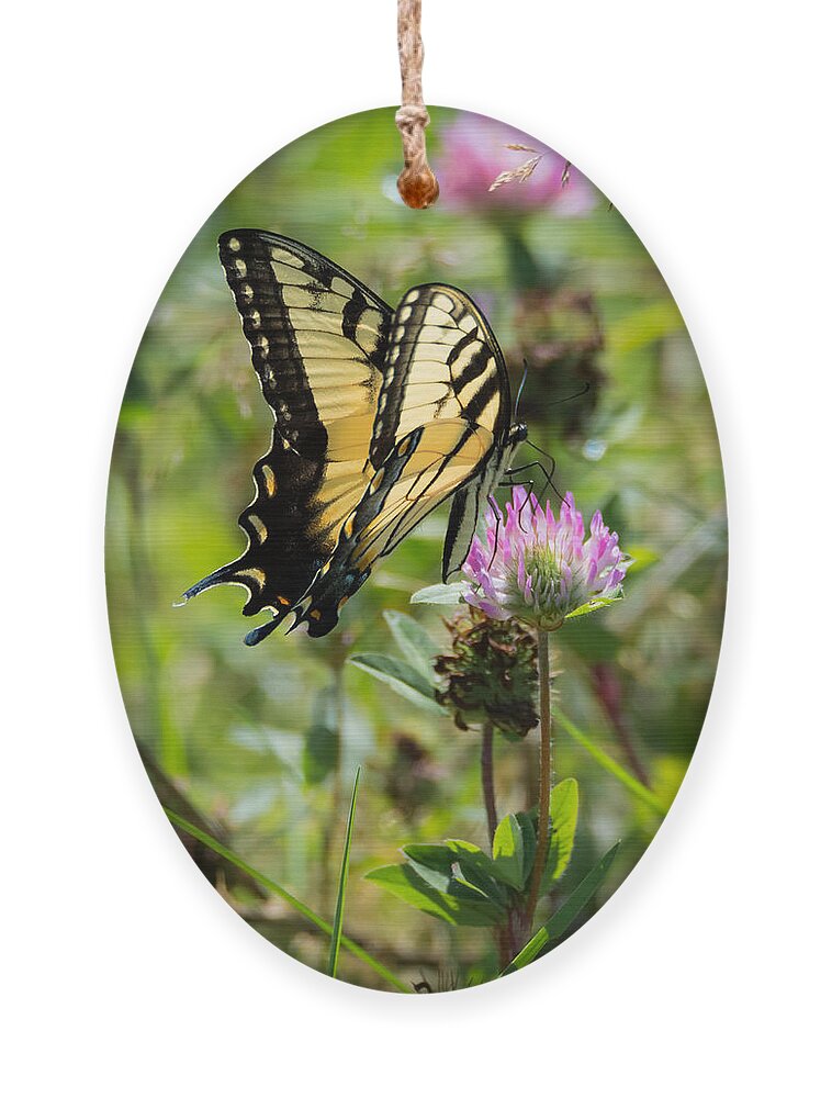 Butterfly Ornament featuring the photograph Tiger Swallowtail Butterfly by Holden The Moment
