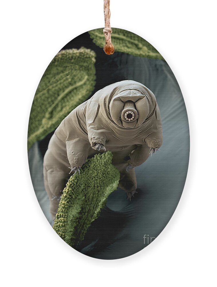Paramacrobiotus Craterlaki Ornament featuring the photograph Water Bear Or Tardigrade by Eye of Science
