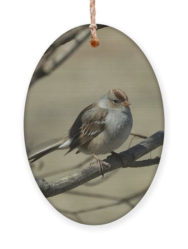 White Crowned Sparrow Ornament featuring the photograph White-Crowned Sparrow    by Holden The Moment