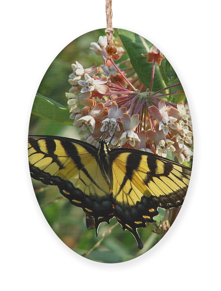 Butterfly Ornament featuring the photograph Eastern Swallowtail by Carl Moore