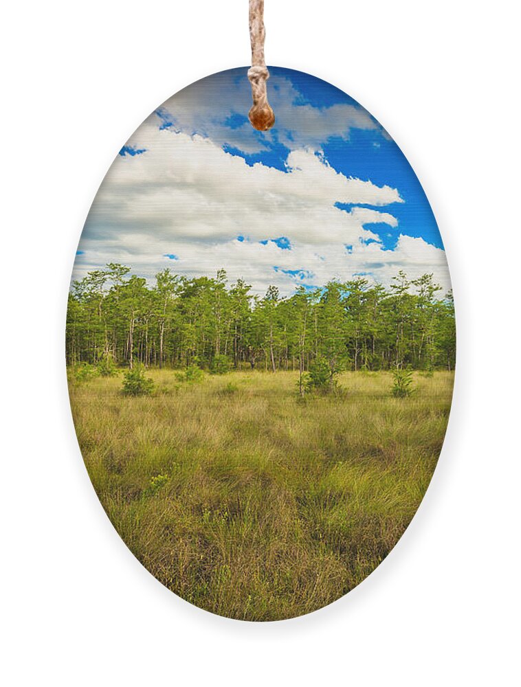 Everglades Ornament featuring the photograph Florida Everglades #15 by Raul Rodriguez
