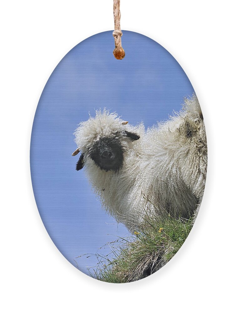 Walliser Schwarznase Ornament featuring the photograph Valais Blacknose Sheep by Arterra Picture Library