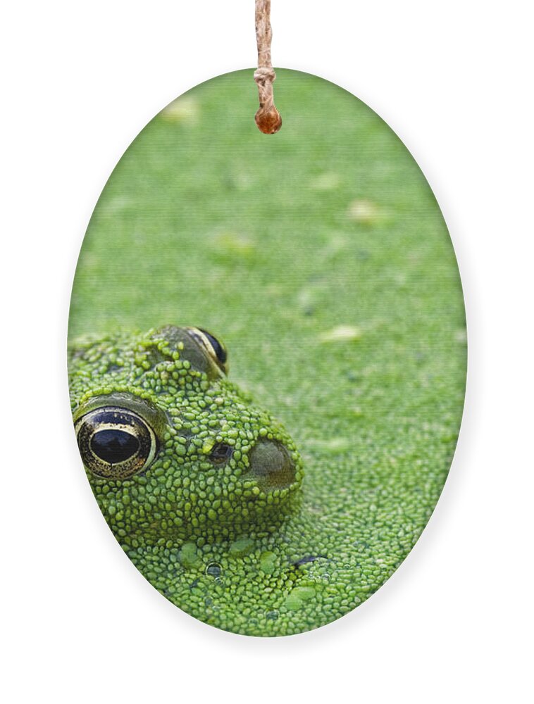 Edible Frog Ornament featuring the photograph Camouflage by Arterra Picture Library