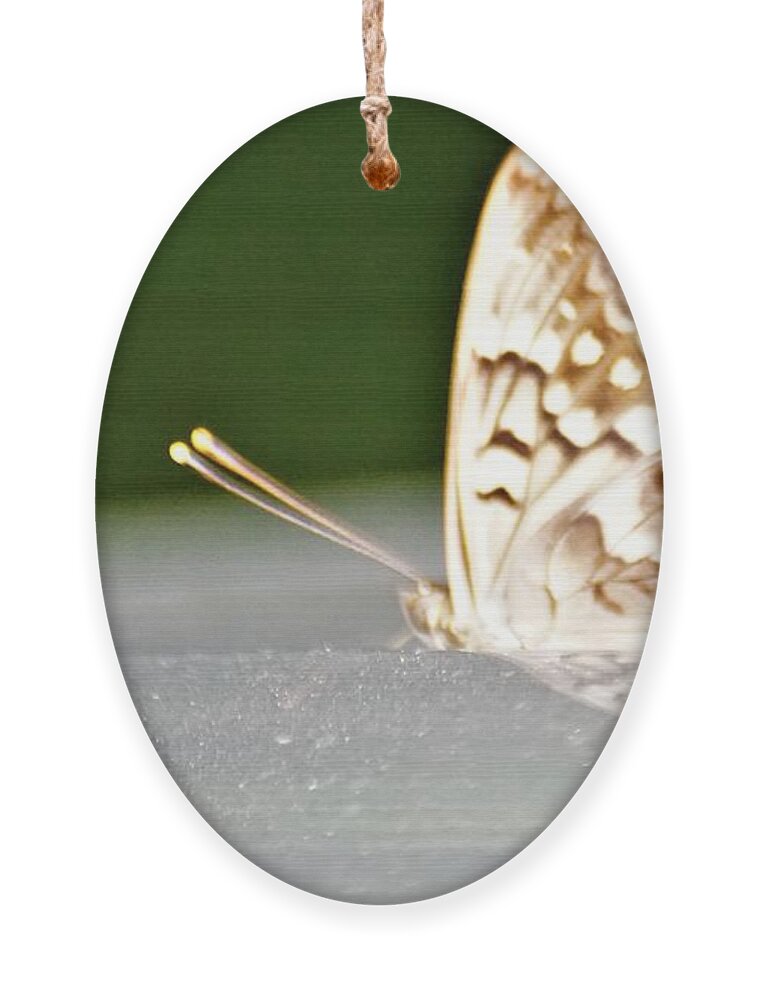 Butterflies Ornament featuring the photograph Butterfly on my car5 by Merle Grenz